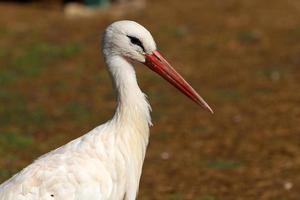 Vögel im ein Kinder- Stadt Park auf das Strand im Israel. foto