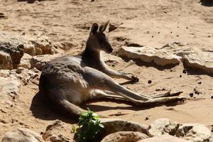 das Beuteltier Säugetier Känguru Leben im ein Zoo im Israel. foto