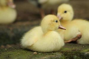 süß Gelb Baby Muscovy Ente foto