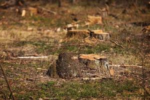 Stumpf eines gefällten Baumes. Ausbeutung der Kiefernforstwirtschaft an einem sonnigen Tag. Raubbau führt zu Entwaldung, die Umwelt und Nachhaltigkeit gefährdet. Entwaldung, selektiver Fokus foto