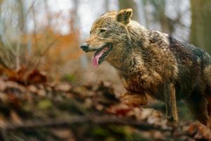 Iberischer Wolf im Zoo foto