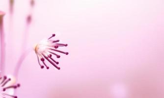 Blumen auf rosa Hintergrund foto