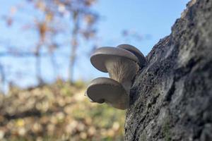 Pleurotus Ostreatus auf ein Birke Stamm. foto