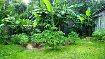 Banane Plantagen und verschiedene Pflanzen foto