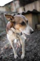 ein einsam und traurig bewachen Hund auf ein Kette in der Nähe von ein Hund Haus draußen. foto