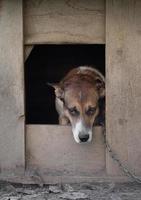 ein einsam und traurig bewachen Hund auf ein Kette in der Nähe von ein Hund Haus draußen. foto