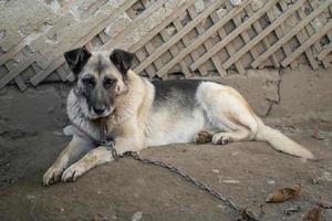 ein einsam und traurig bewachen Hund auf ein Kette in der Nähe von ein Hund Haus draußen. foto