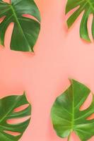 Monstera Blätter auf rosa Hintergrund foto