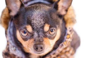 Chihuahua isolieren auf Weiß. ein Hund von ein klein Rasse im Kleidung. foto