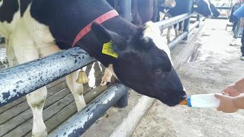 ein schwarz und Weiß Kuh oder holstein friesisch das Vieh Trinken Milch von ein Flasche auf ein Bauernhof foto