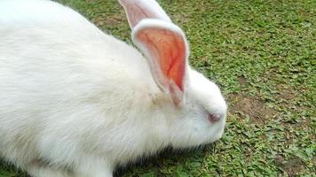 ein Weiß Hase Nahrungssuche im das Gras Feld foto