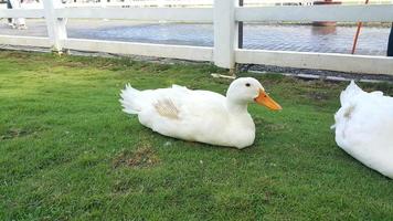 ein Gruppe von amerikanisch Pekin oder Weiß Pekin oder inländisch Ente oder anas platyrhynchos Domesticus Sitzung auf das Gras auf ein Bauernhof foto