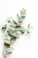 Eukalyptusblätter auf weißem Hintergrund