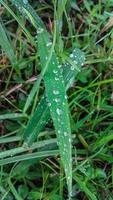 das Gras Das war immer noch nass von das Regen sah frisch foto