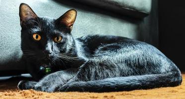 Porträt schwarz Katze auf Orange wolle Teppich foto