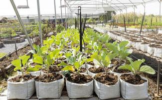 Grün organisch Gemüse Garten Bauernhof foto