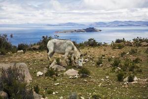 isla del sol am titicacasee in bolivien foto