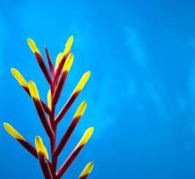 Nahaufnahme einer lebhaften Rispe aus magentafarbenem Stiel und Bromelien mit gelben Blütenblättern foto