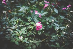winzige rosa Rose, umgeben von Laub foto