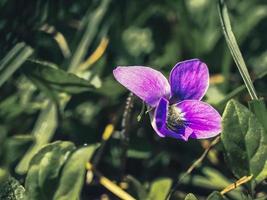 eine einzelne lila Blume unter grünen Pflanzen foto