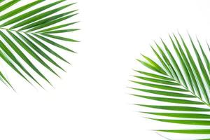 Palmblätter lokalisiert auf weißem Hintergrund foto