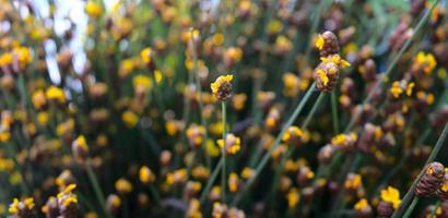 Wiese der gelben Wildblumen mit Bokeh abstrakten Texturhintergrund foto