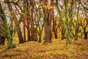 Ahornbäume im Herbst foto