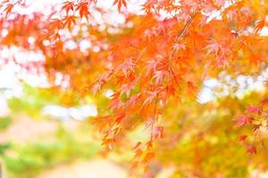 Ahornbäume im Herbst foto