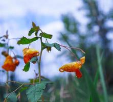 Nahaufnahme von Impatiens Capensis oder Orangen Jewelweed Pflanze foto