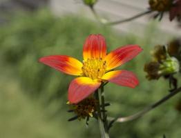 Nahaufnahme der gelben und roten Blume bei Tageslicht foto