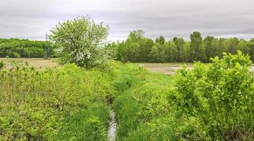 Bach läuft durch ein Feld mit Wald im Hintergrund foto