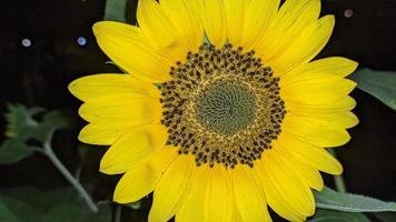 schön Sonnenblumen wachsend im das Zuhause Garten foto