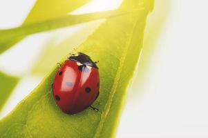 Nahaufnahme von ein Marienkäfer Über ein Grün Blatt foto