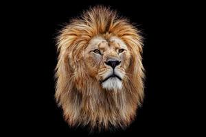 bezaubernd realistisch wild Löwe König von das Urwald isoliert, Panthera Löwe Fleischfresser Raubtier foto