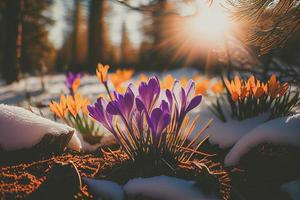 das zuerst Frühling Blumen, Krokusse im ein Wald mit Schnee Hintergrund ebenfalls haben Kopieren Raum zum Text foto