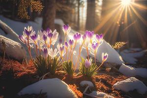 das zuerst Frühling Blumen, Krokusse im ein Wald mit Schnee Hintergrund ebenfalls haben Kopieren Raum zum Text foto