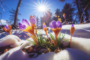 das zuerst Frühling Blumen, Krokusse im ein Wald mit Schnee Hintergrund ebenfalls haben Kopieren Raum zum Text foto