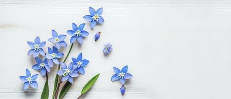 oben Aussicht Blau Scilla Blumen auf Weiß hölzern Hintergrund mit Raum zum Text. zuerst Frühling Blumen. Gruß Karte zum Valentinstag Tag, Frau Tag und Mutter Tag foto