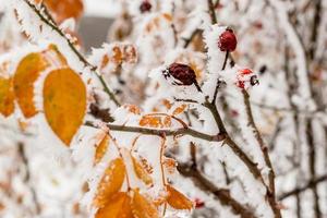 Blätter bedeckt mit Raureif und Schnee aus nächster Nähe foto