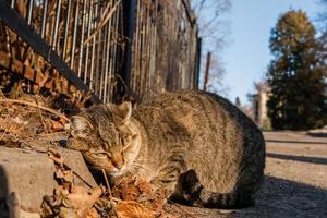 Die Straßenkatze wird in den Sonnenstrahlen erhitzt foto