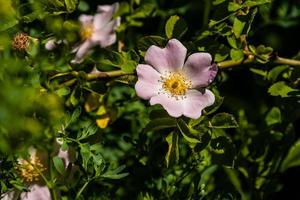 schöne Rosenzweige rosa foto