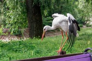 schön Storch steht auf ein Zaun foto