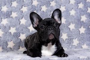 ein Französisch Bulldogge Hündchen ist Lügen auf das Sofa und suchen beim das Kamera. foto