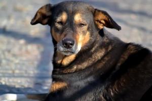 Hund Nahansicht Jim corbett uttarakhand Indien foto