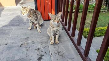 Katzen Duo posieren zum Kamera im Jim corbett Indien foto