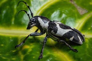 Longhorn Käfer Makro foto