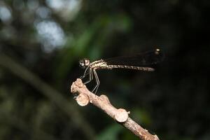 Libelle auf Baum Ast foto