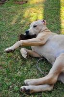 Hund beißen mit Kauen Schuhe und entspannen auf das Grün Gras foto