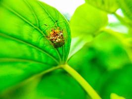 Charidotella sexpunctata auf ein Baum mit ein verschwommen Hintergrund. Tier Makro Foto. foto