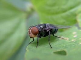 ein fliegen thront auf ein Blatt, auf ein verschwommen Hintergrund. Tier Makro Foto. foto